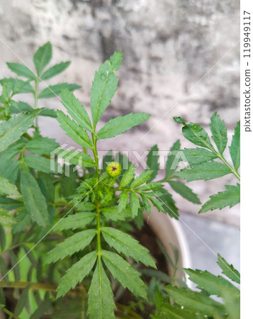 marigold flower Buds in the pot at home 119949117