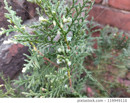 Oriental Arbor-Vitae or Platycladus orientalis green leaves for nature background. Also known as Morpankh in India. Arborvitae seeds Oriental Arbor-Vitae or Platycladus orientalis green leaves for nature background. Also known as Morpankh in India. Arborvitae seeds 119949118