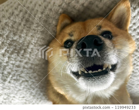 Cute red Shiba inu dog Cute red Shiba inu dog 119949233