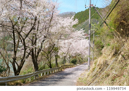 Cherry Blossom Road 119949734