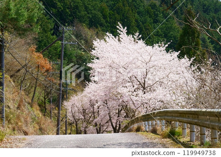 Cherry Blossom Road Cherry Blossom Road 119949738
