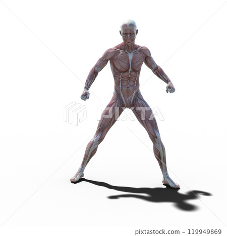 肌肉標本男性燙髮3DCG插圖素材 肌肉標本男性燙髮3DCG插圖素材 119949869