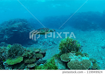 Sea turtle Sea turtle 119949924