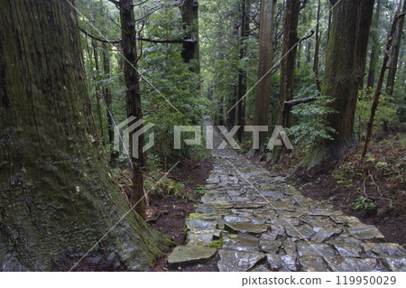 和歌山縣那智勝浦町大門坂熊野古道 119950029