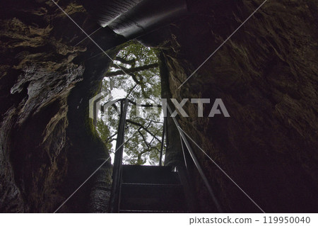 Kumano Nachi Taisha Shrine - Passing through the womb of the giant camphor tree, Nachikatsuura Town, Wakayama Prefecture 119950040