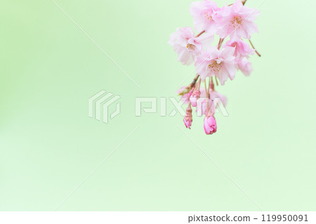 蓬鬆垂枝櫻花的特寫淺綠色背景 119950091