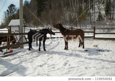 Two brown and black happy horses playing together friendly at Baikal Horse-Riding and Tourist Center. Baikal , Russia. 119950092