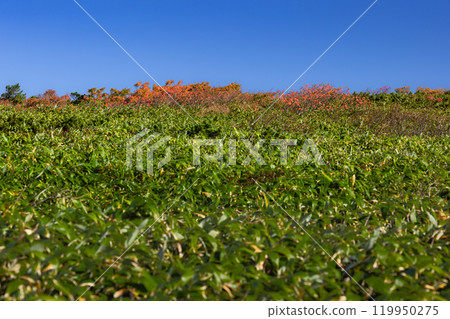 Autumn foliage around Mt. Kurikoma Autumn foliage around Mt. Kurikoma 119950275