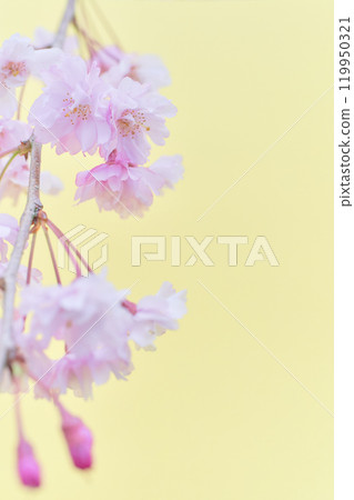 蓬鬆垂枝櫻花的特寫，淺黃色背景 119950321