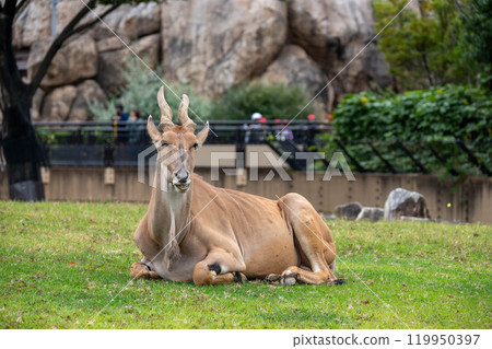 An eland staring at something An eland staring at something 119950397