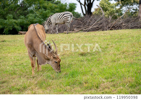 Grazing eland and zebra 119950398