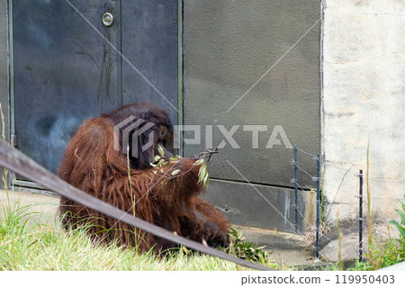 Borneo orangutan while eating 119950403