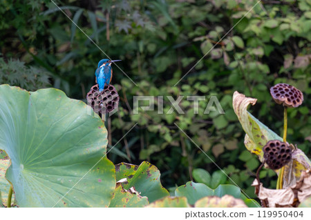 A beautiful kingfisher resting on a lotus A beautiful kingfisher resting on a lotus 119950404