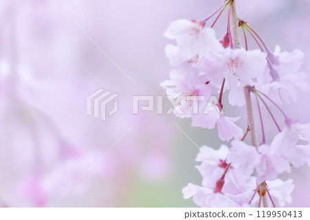 A close-up of a soft, high-key weeping cherry blossom A close-up of a soft, high-key weeping cherry blossom 119950413