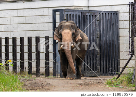 Indian elephant walking 119950579