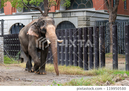 Indian elephant walking 119950580