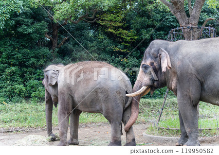 Two Indian elephants eating 119950582