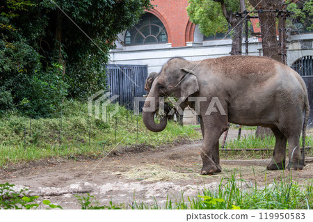 Two Indian elephants eating 119950583