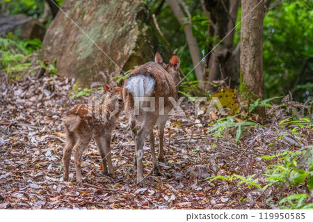 屋久島鹿母子，世界自然遺產（夏季） 119950585