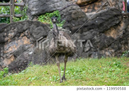 步行鴯鶓 119950588