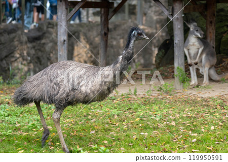 Emu and red kangaroo 119950591