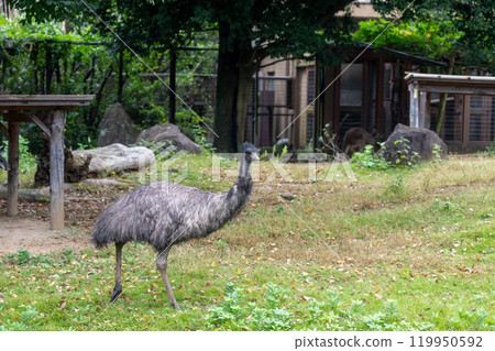 Walking emu 119950592