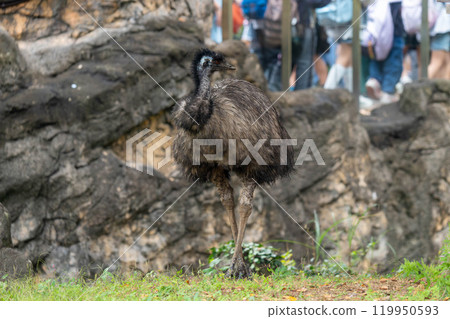Emu Turning Around 119950593