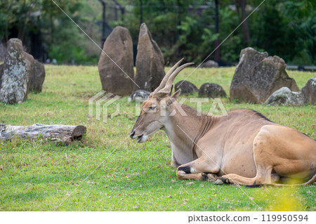 Sleepy Eland 119950594