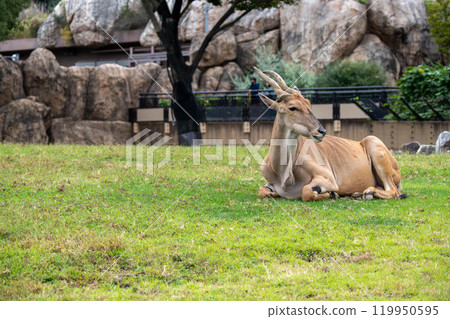 凝視大羚羊 凝視大羚羊 119950595