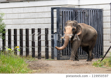 Indian elephant walking 119950597