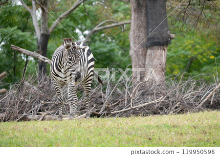 Looking Grant Zebra 119950598