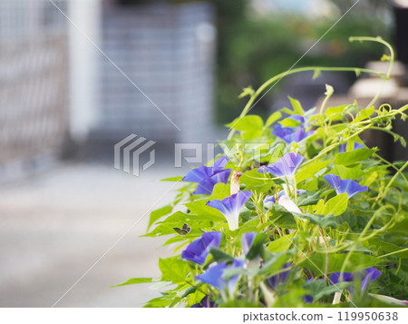 暑假期間，牽牛花在清晨綻放 119950638