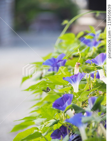 暑假期間，牽牛花在清晨綻放 119950639