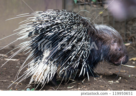 African Crested Porcupine (back view) 119950651