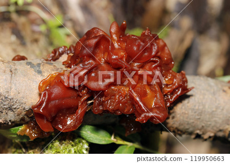 A slimy, flaky, gill-like mass, Puffball mushroom (photographed under clear skies, natural light, macro) 119950663