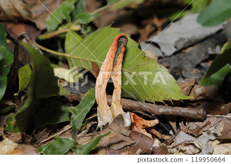 Strange and foul-smelling, as its name suggests, the crab claw mushroom (photographed under clear skies, natural light, macro) 119950664