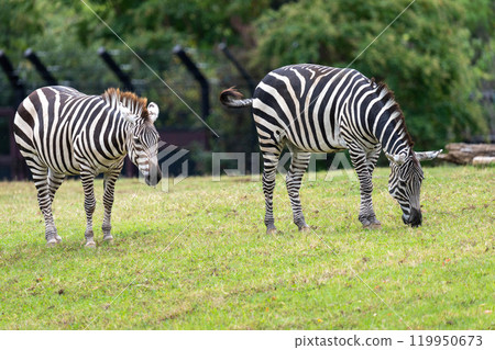Grant's zebra eating 119950673