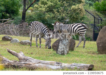 Grant's zebra eating Grant's zebra eating 119950675
