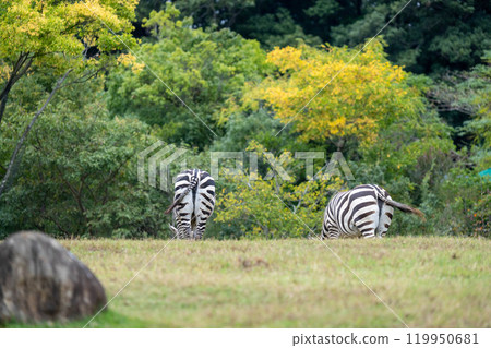 Two cute Grant's zebra butts 119950681