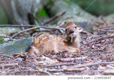 屋久島世界遺產（夏季） 119950697