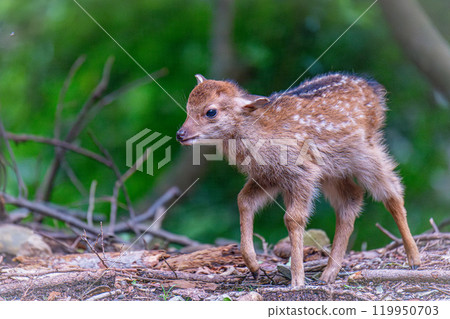 屋久島世界遺產（夏季） 119950703