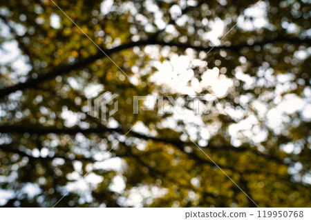 Sunlit autumn tree 119950768