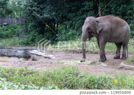 Indian elephant eating 119950800