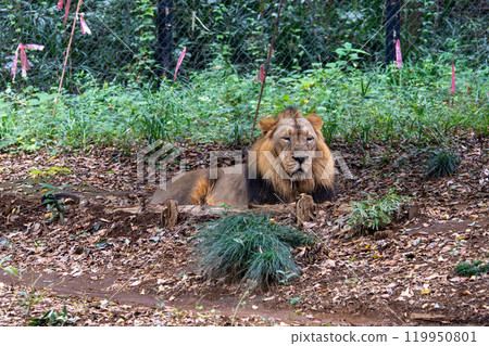 Resting lion face 119950801