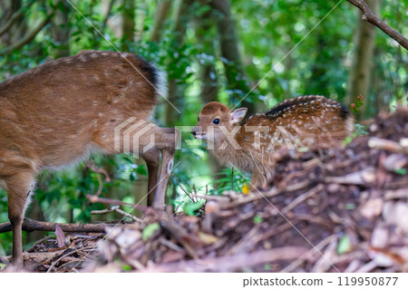 Mother and child Yakushima deer on the move, World Natural Heritage Site, Yakushima (Summer) 119950877