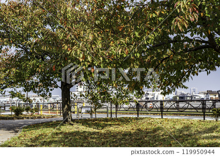 陽光明媚的秋日，河邊的東立石綠地公園 119950944