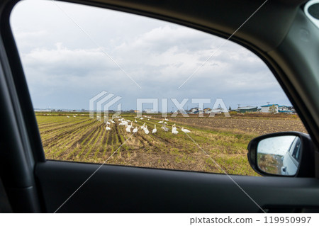 天鵝撿拾遺物 119950997