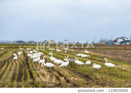 天鵝撿拾遺物 119950998