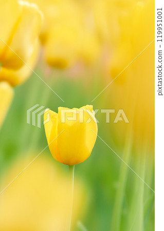 一朵快樂的黃色鬱金香花的特寫鏡頭 119951001