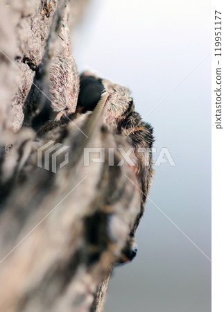 成年蝦蛾的 Bucsian 影像，具有銳利的黑眼睛和涼爽的頭部形狀（自然光微距特寫） 119951177